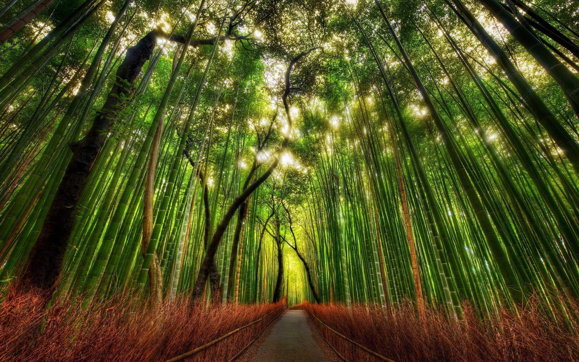 Bamboo Forest Arashiyama, Kyoto