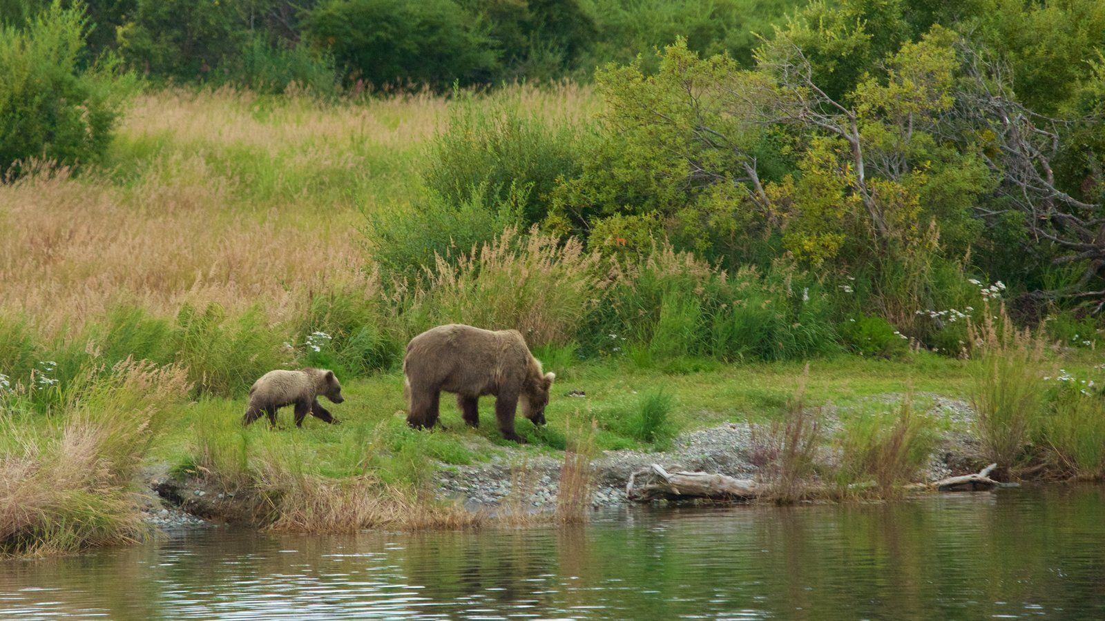 Animal pictures: View image of Katmai National Park and Preserve