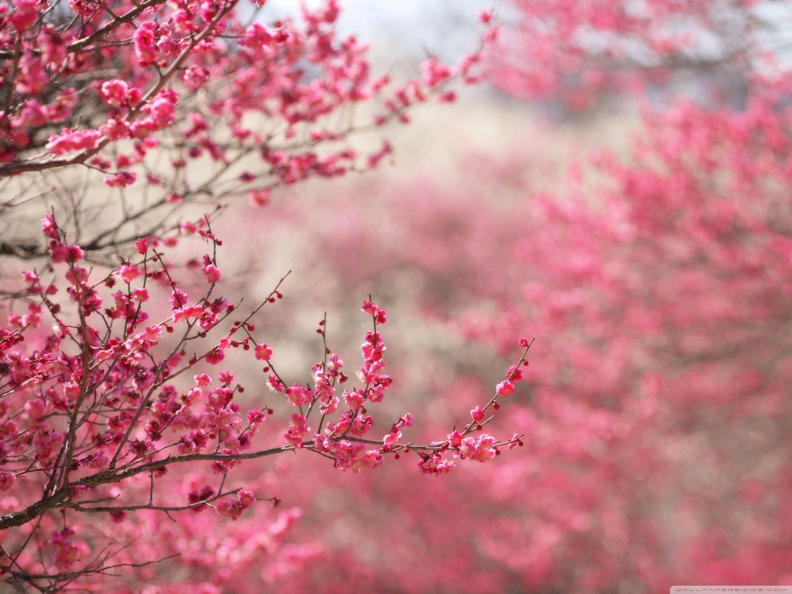 Desktop : Spring Signs HD Desktop Wallpapers High Definition Screen