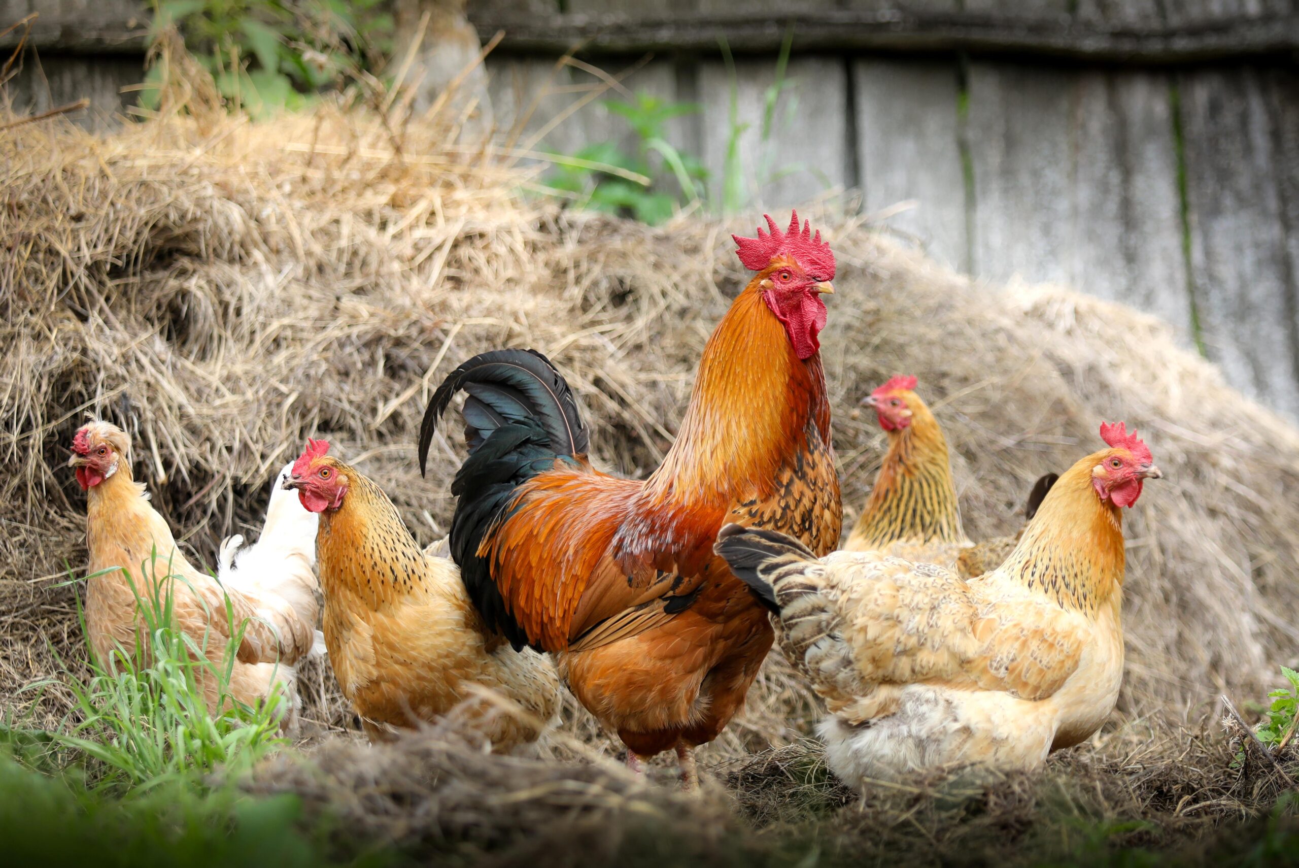 Download Animal Rooster Birds Galliformes Hen HD Wallpapers