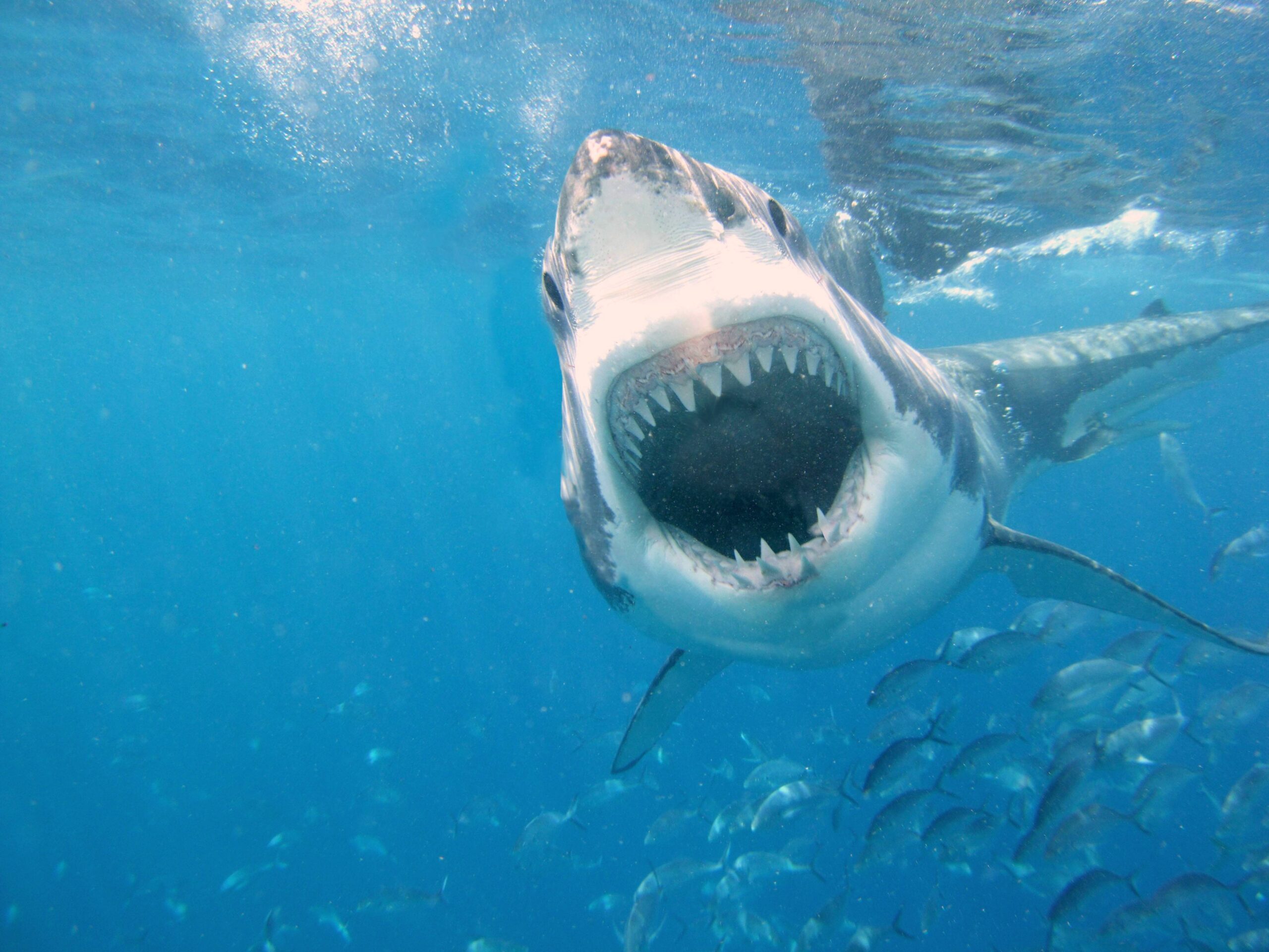 The 13 Most Awesome Wallpapers For People Who Love Shark Week