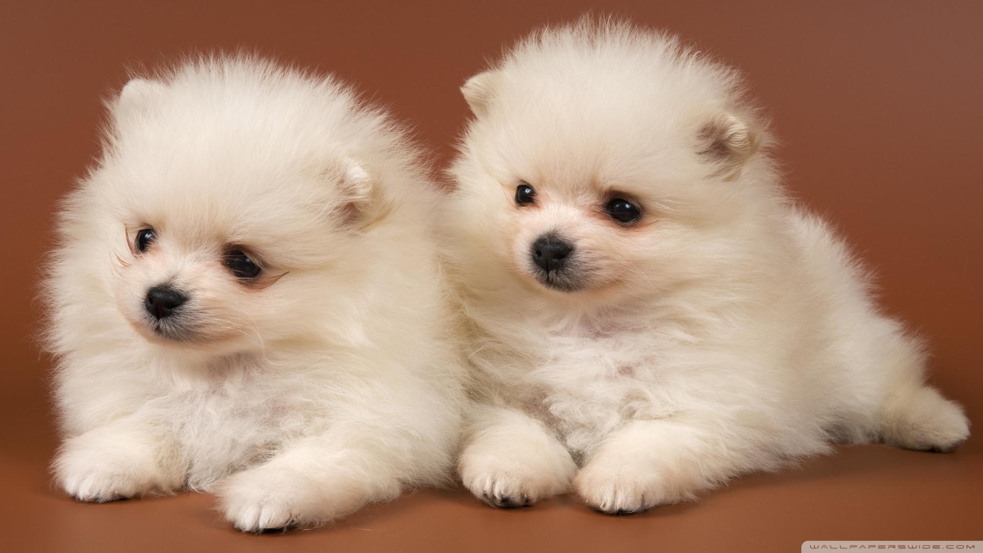 Pomeranian Puppies HD desktop wallpapers : High Definition : Mobile