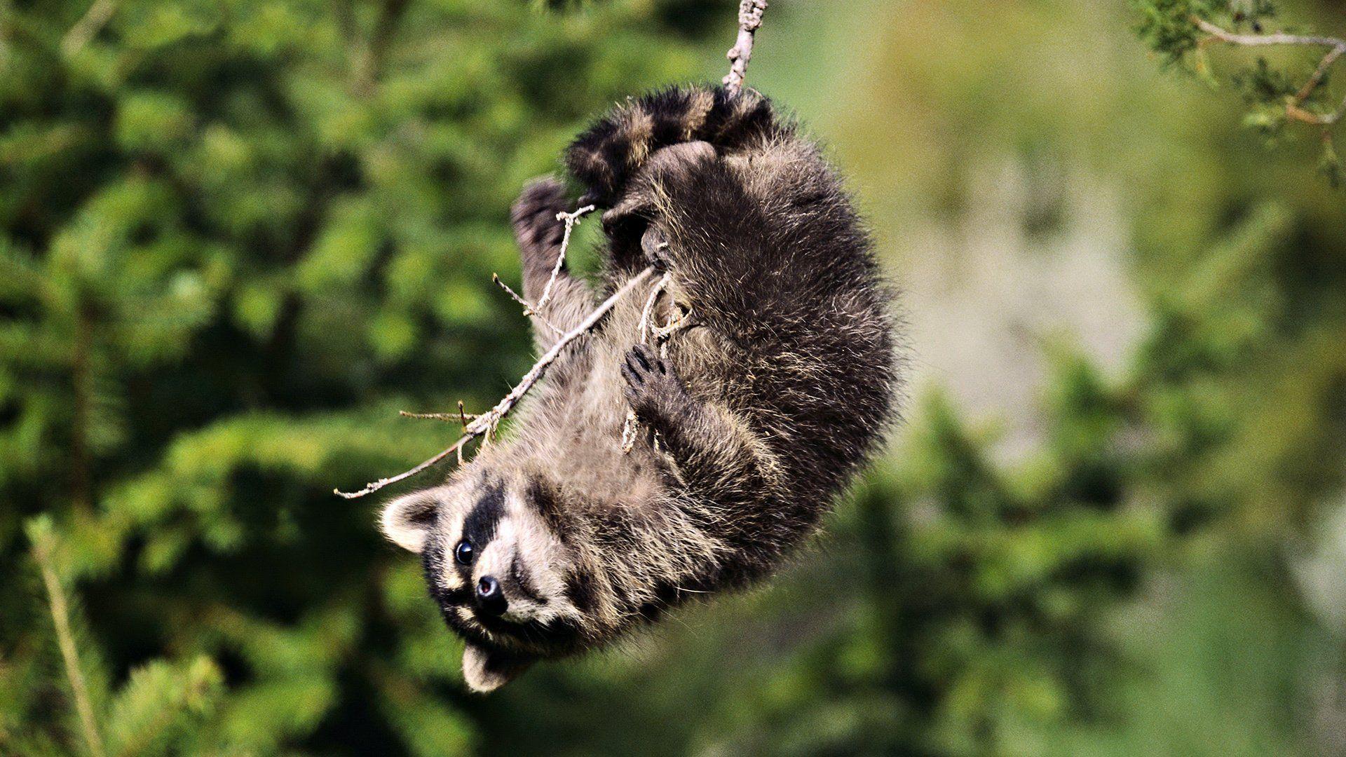 Raccoon HD Wallpapers