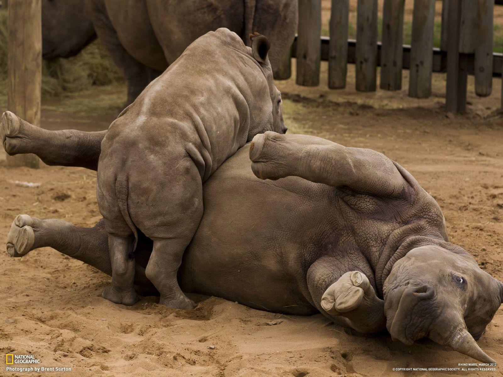 White Rhino Calf Wallpapers