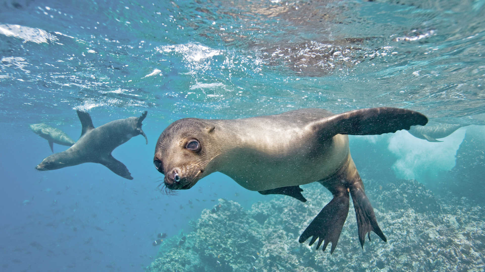 The Galapagos Islands Holidays 2017 / 2018