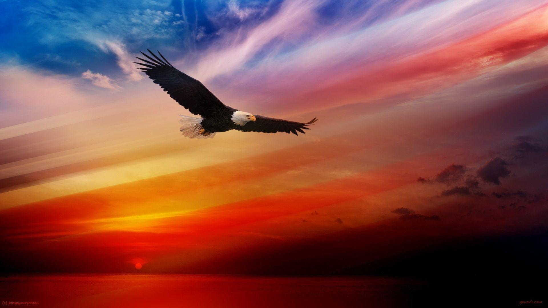 Bald Eagle Desktop Wallpapers