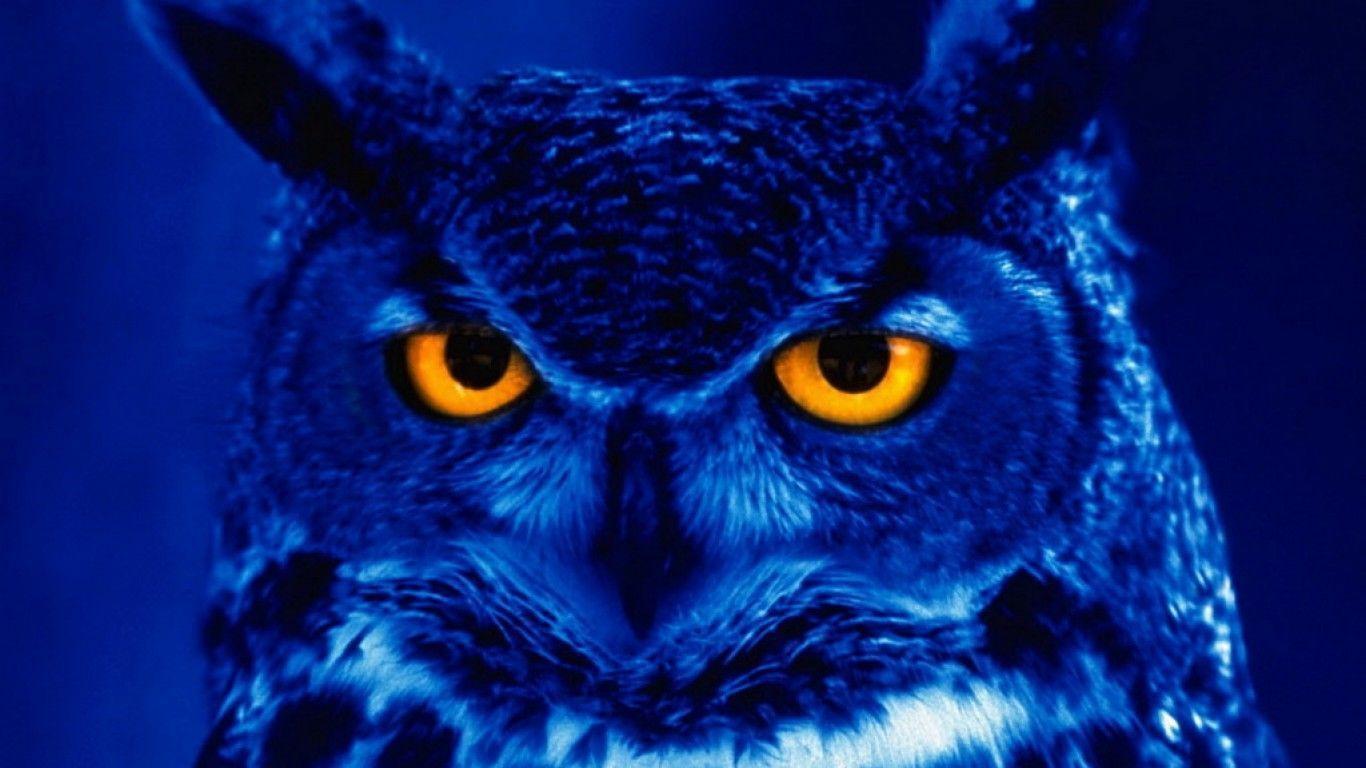 Owl Wallpapers