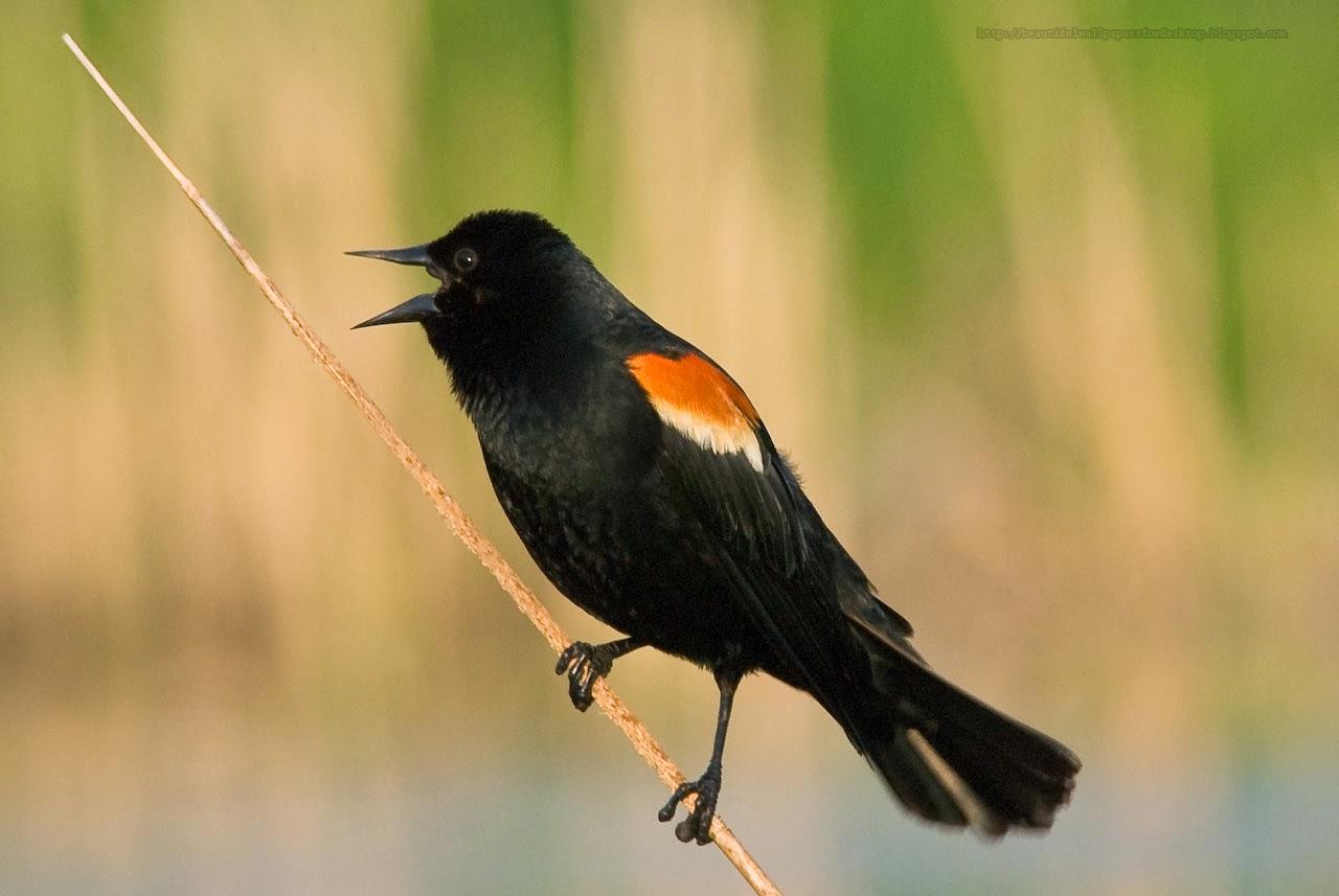 Kamal Shah: Red winged Blackbird wallpapers hd