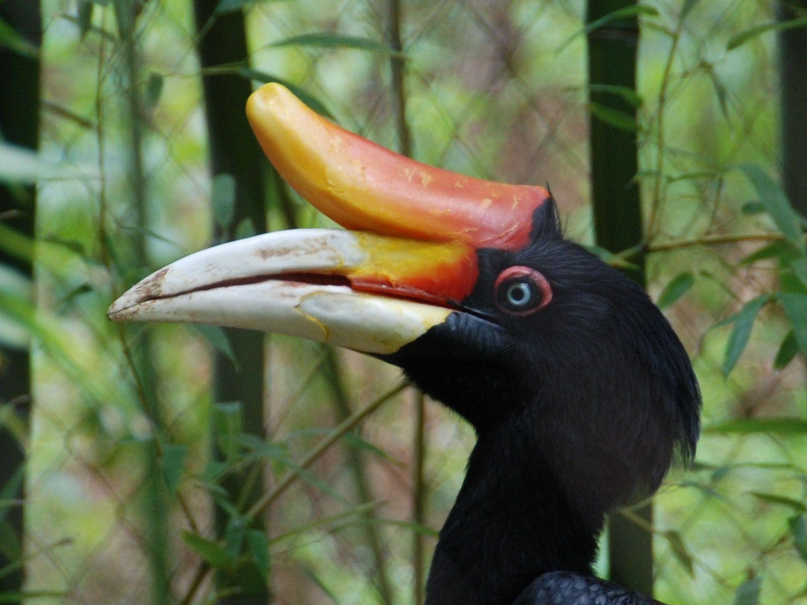 Rhinoceros Hornbill