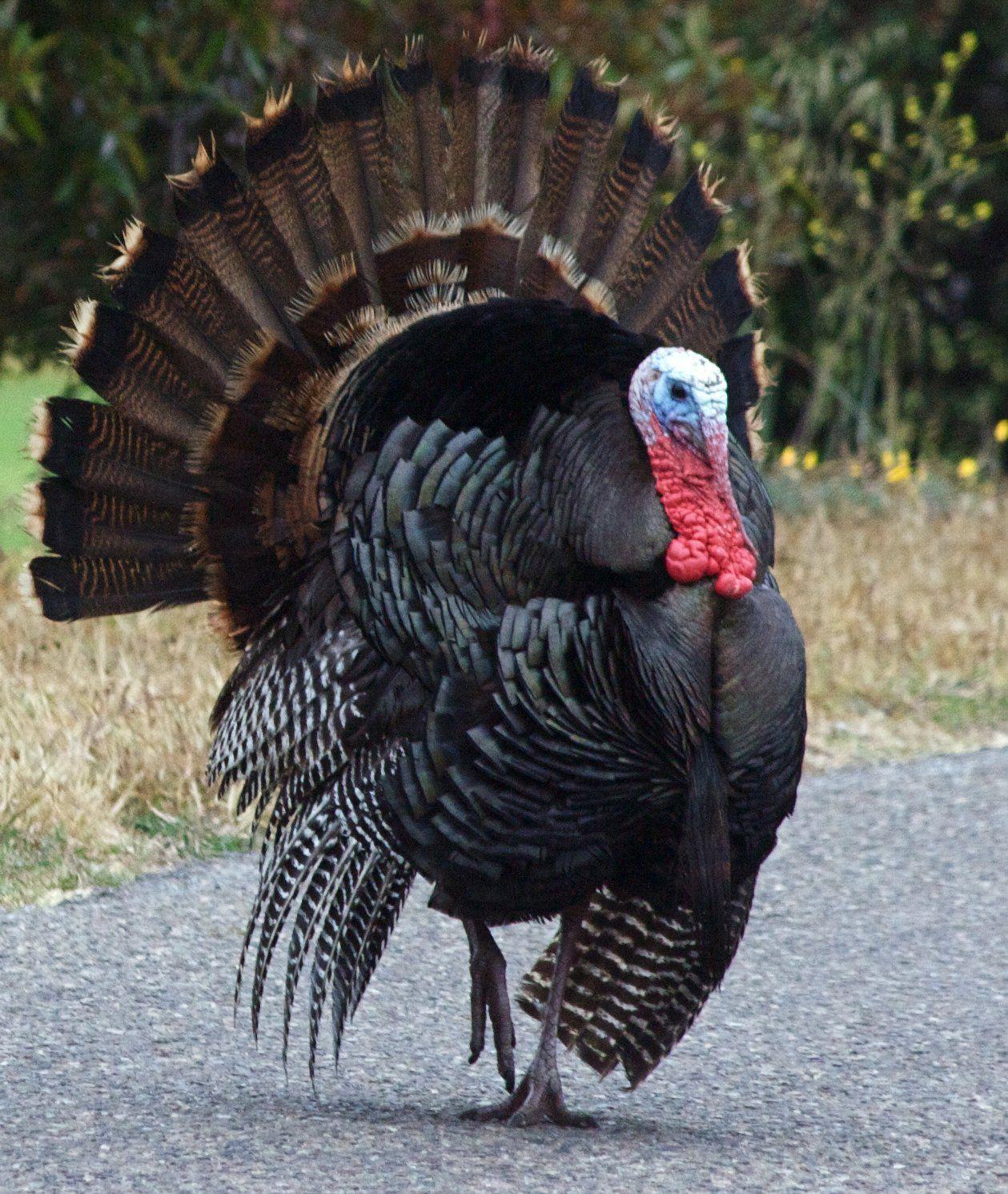 7 best Animals: Turkeys image