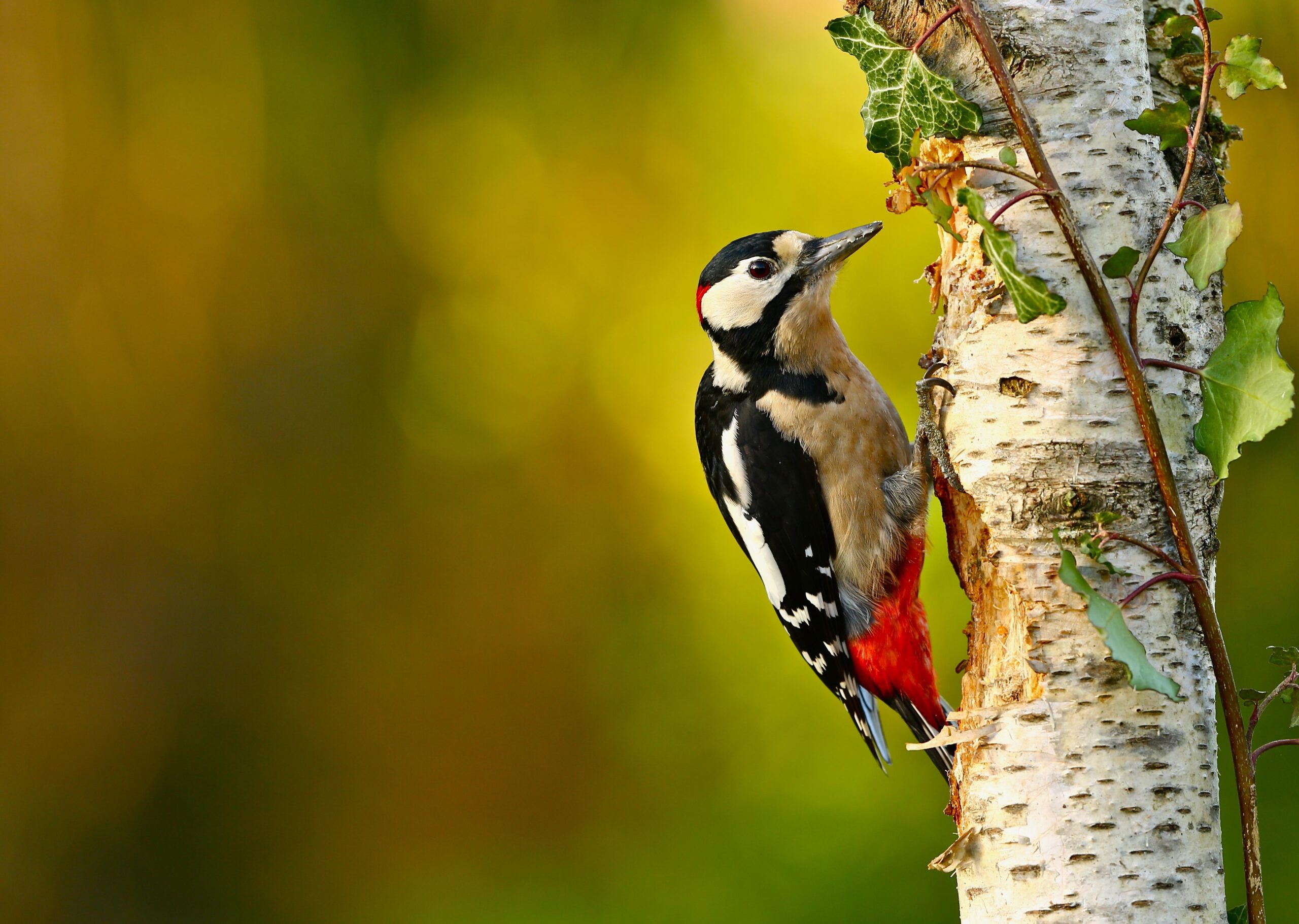 Great Spotted Woodpecker 4k Ultra HD Wallpapers