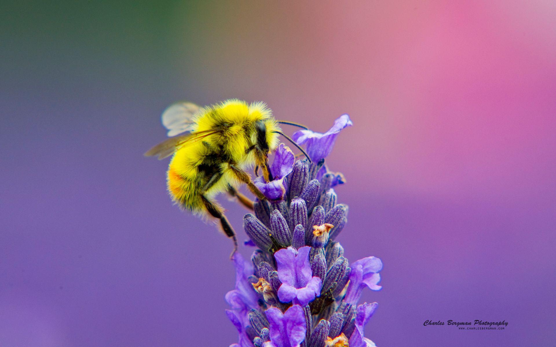 Honey Bee Lavendar Nectar Wallpapers