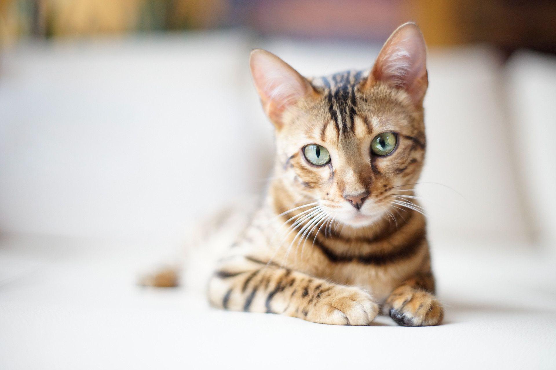 Beautiful Bengal cat on a light backgrounds wallpapers and image