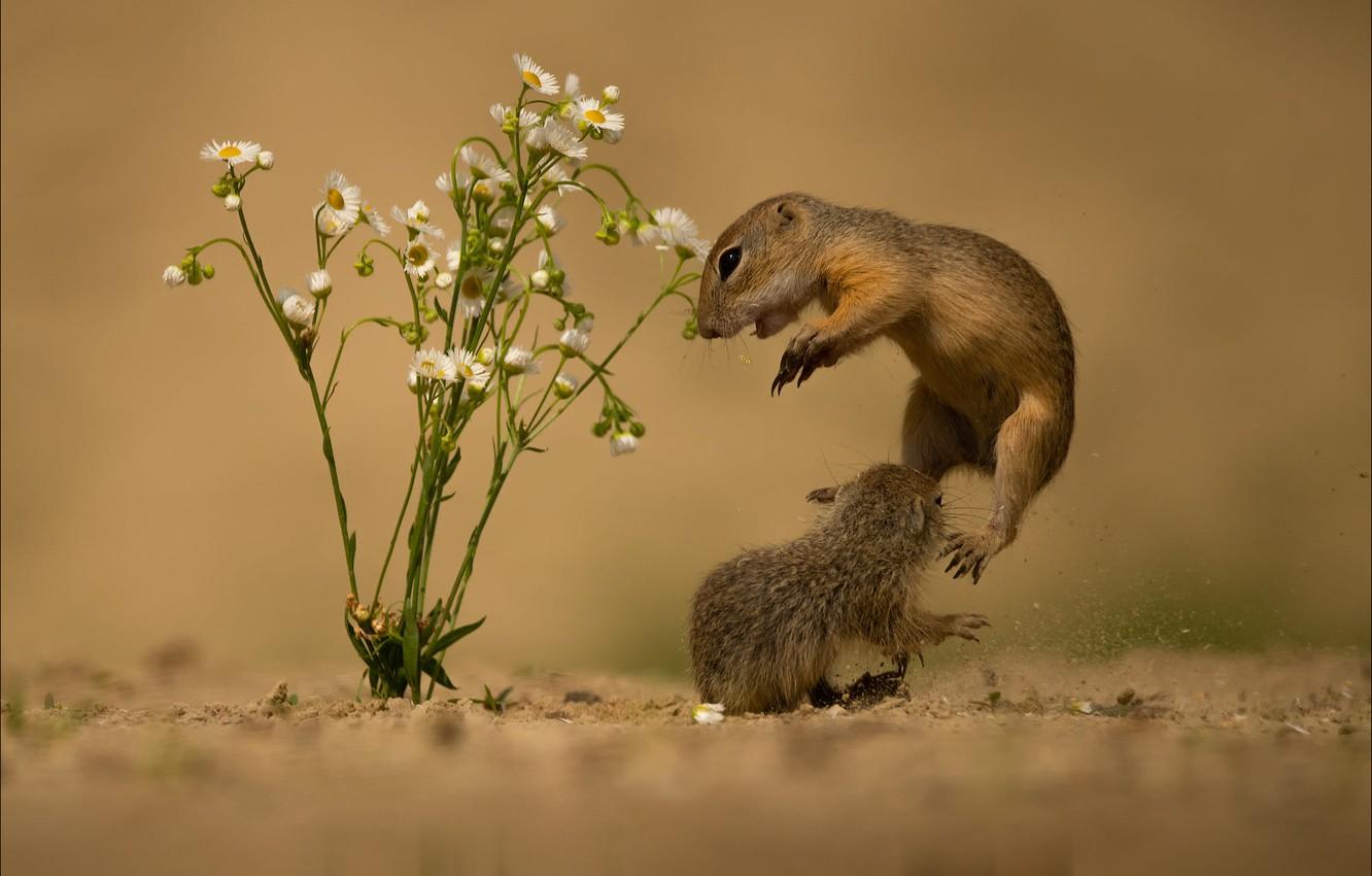 Wallpapers sand, flowers, pose, jump, chamomile, pair, a