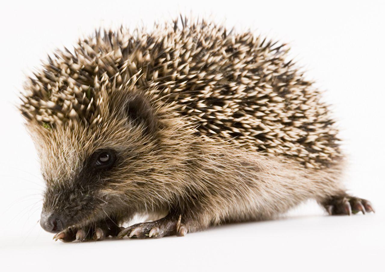 Hedgehogs Closeup Animals White backgrounds