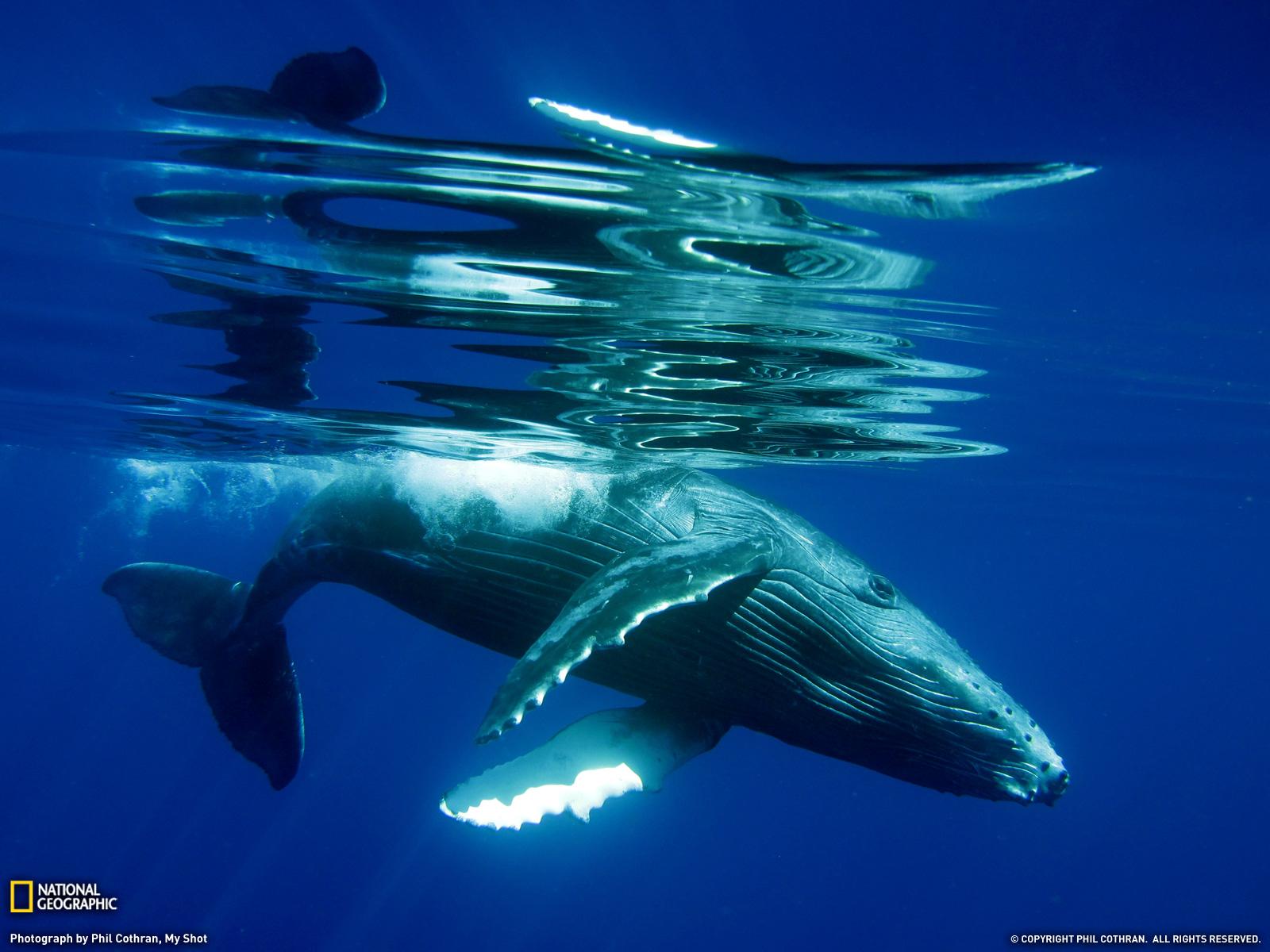 Humpback Whale Song, Hd Wallpapers & backgrounds Download