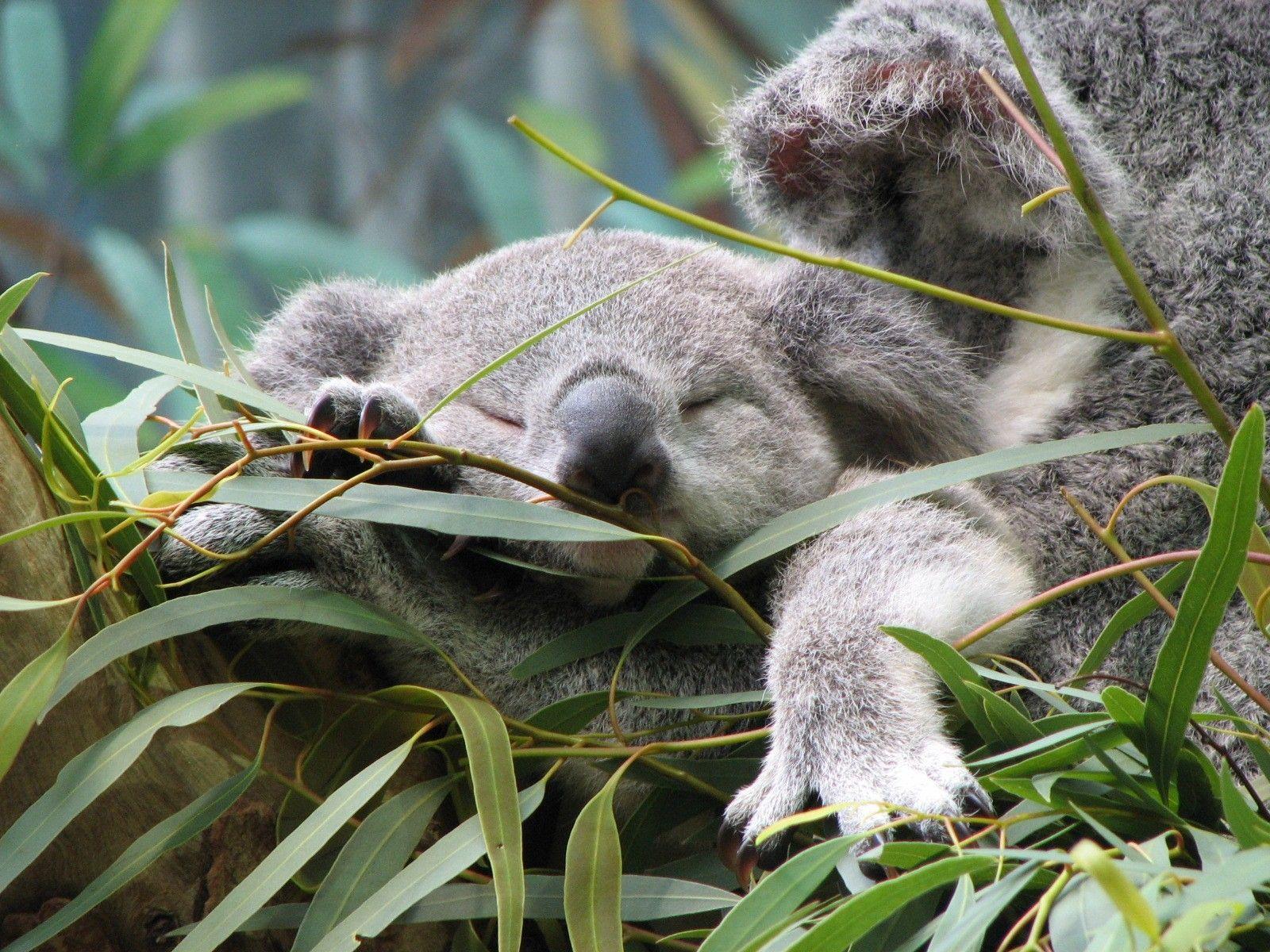 Download Koala Wallpapers 12963 High Resolution