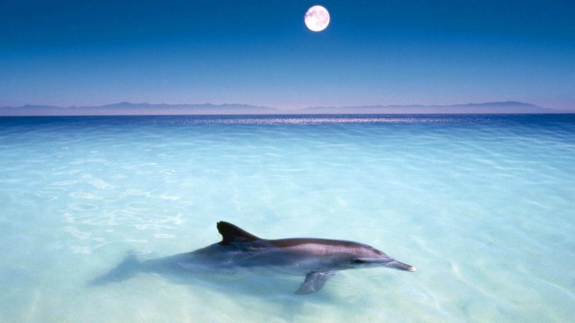 Best 47+ Oceanic Dolphin Wallpapers on HipWallpapers