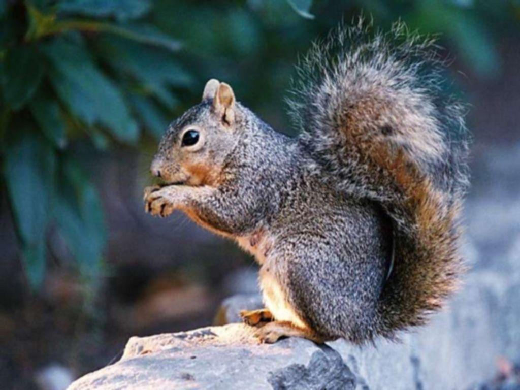 Squirrel Wallpapers