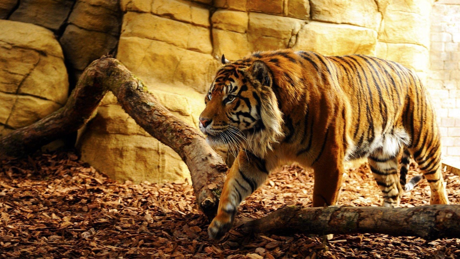 A selection of 10 Image of Tigers in HD quality