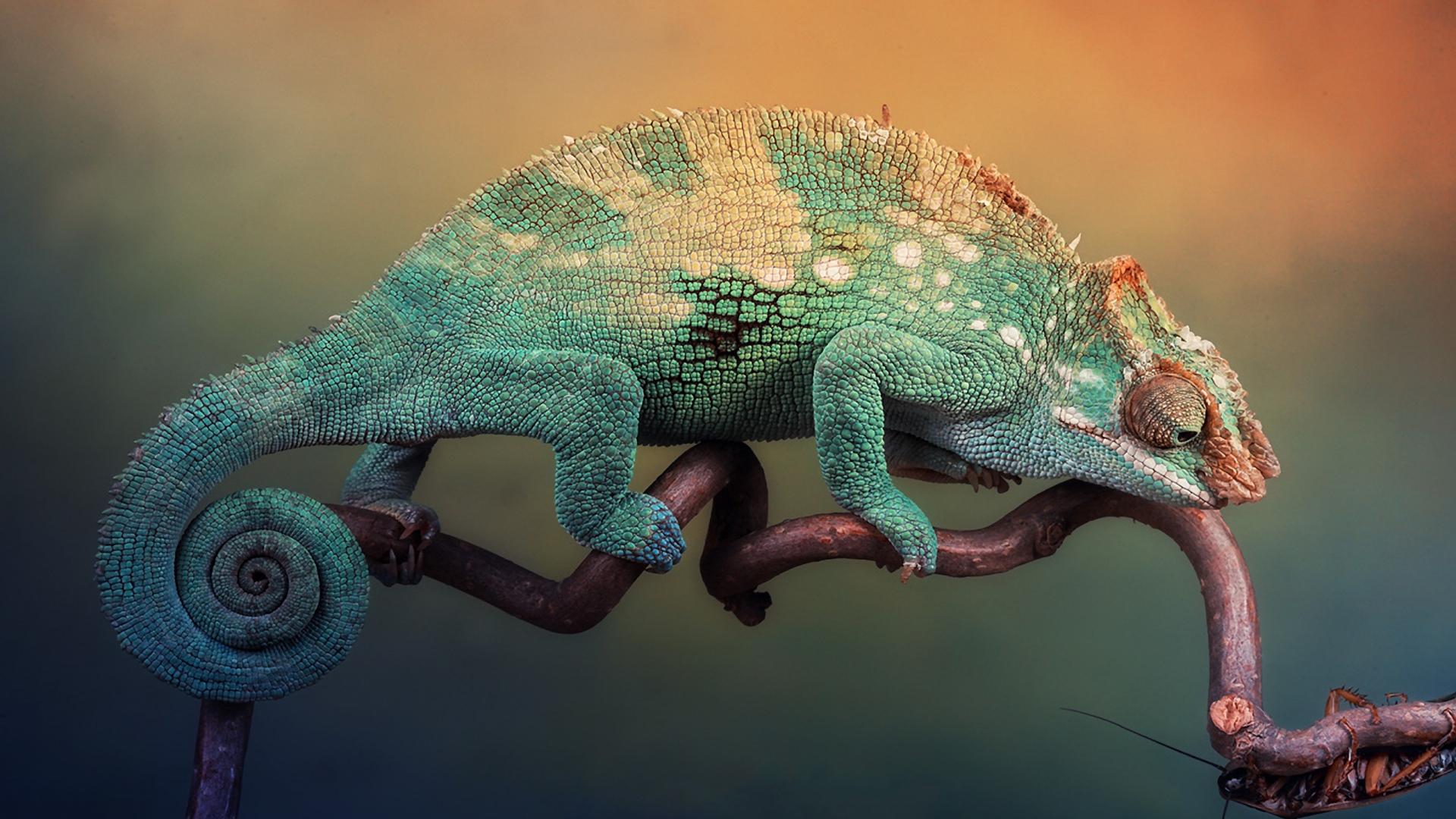 Chameleon HD Wallpapers