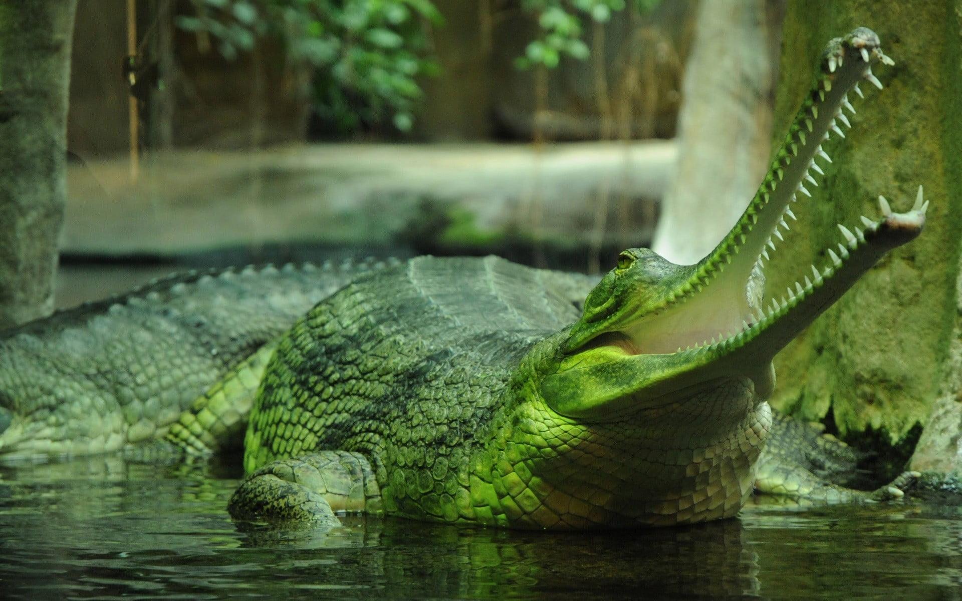 Green and brown fish painting, animals, nature, gharial