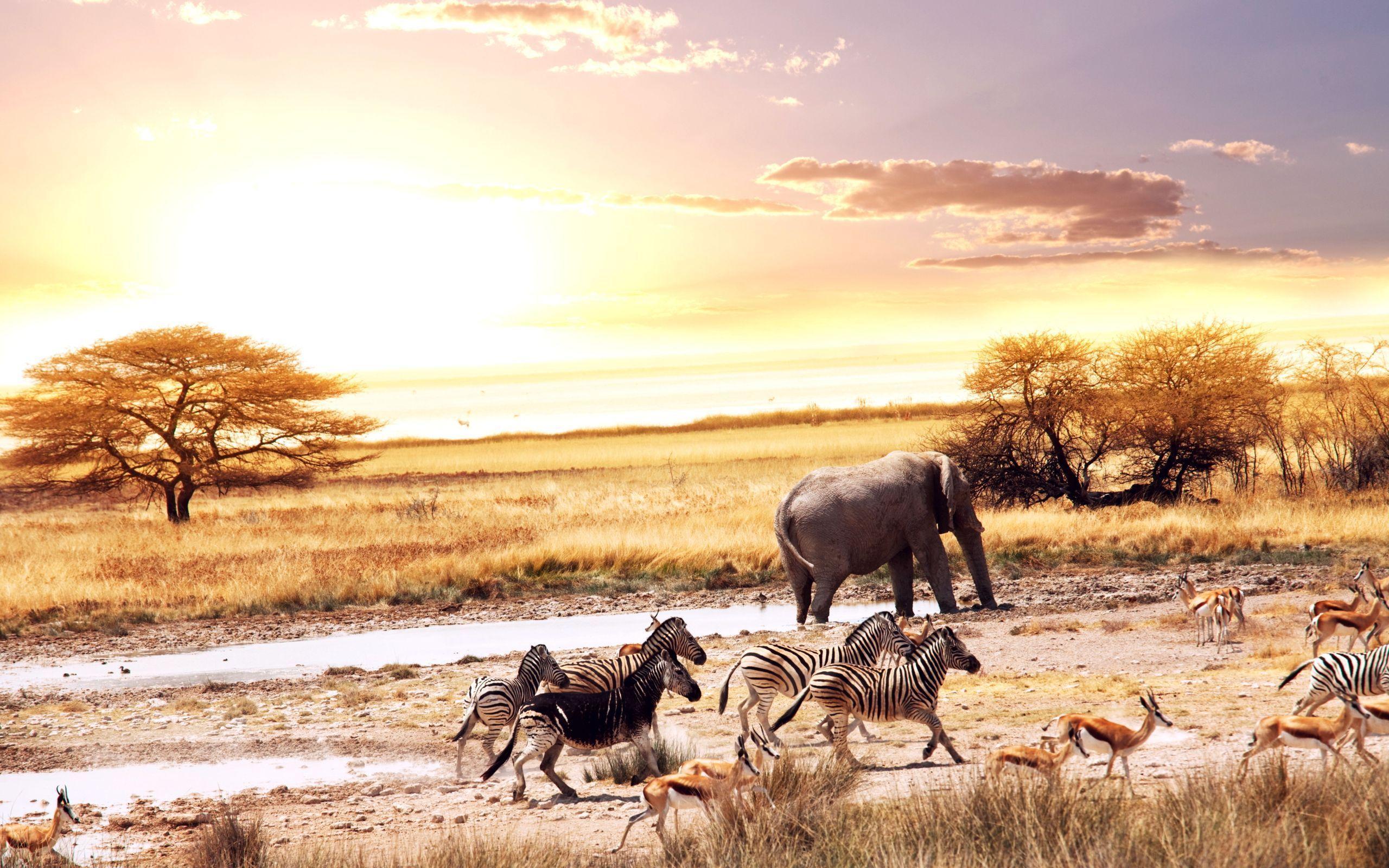 Wild Animals in Africa Wallpapers « Wallpaperz