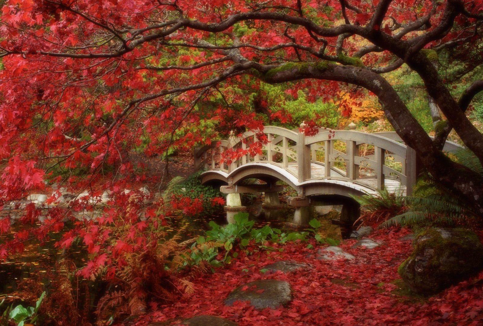 Royal Tag wallpapers: Canal Mood Dusseldorf Avenue Bridge Autumn