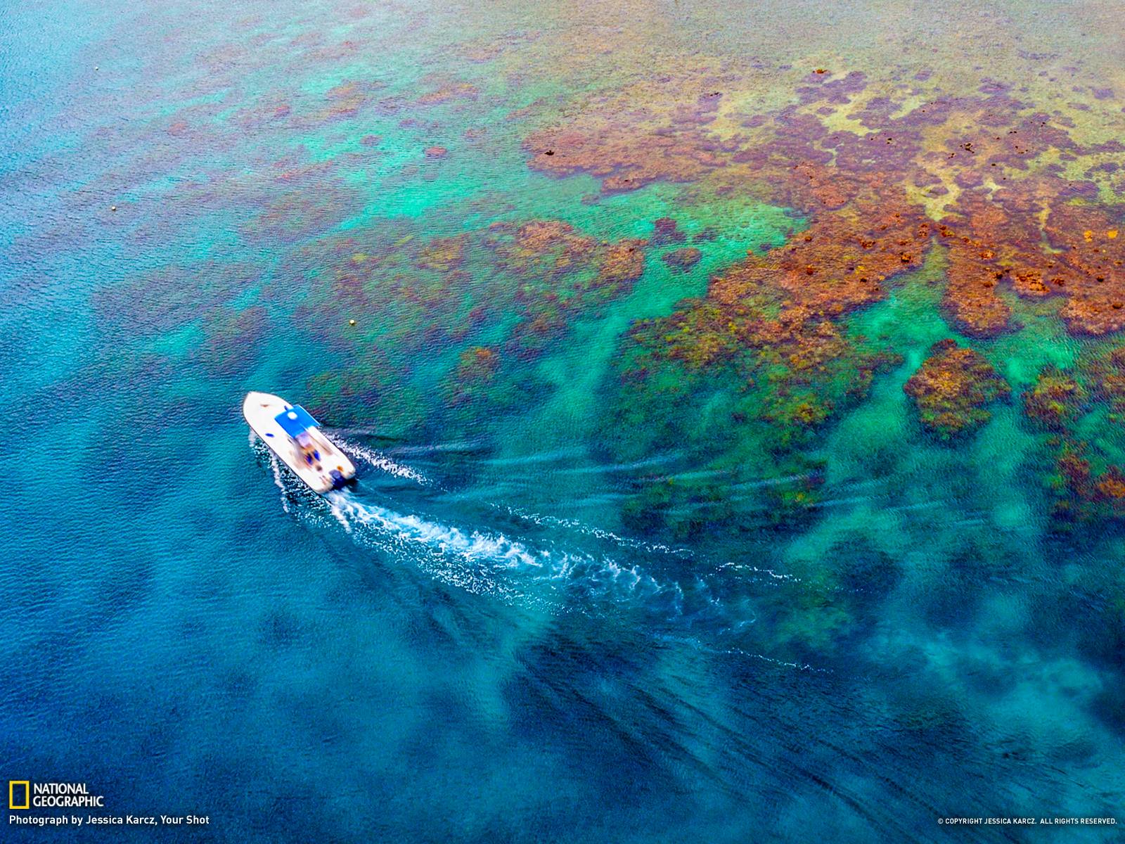 Coral Reef Picture