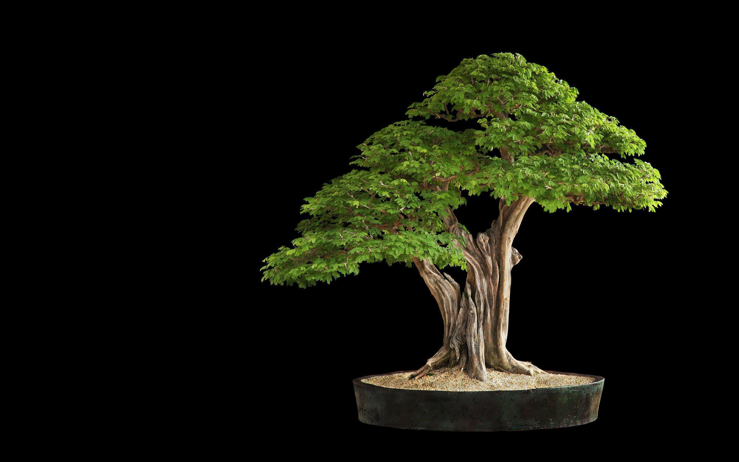 Tree Bonsai Tree leaves h wallpapers