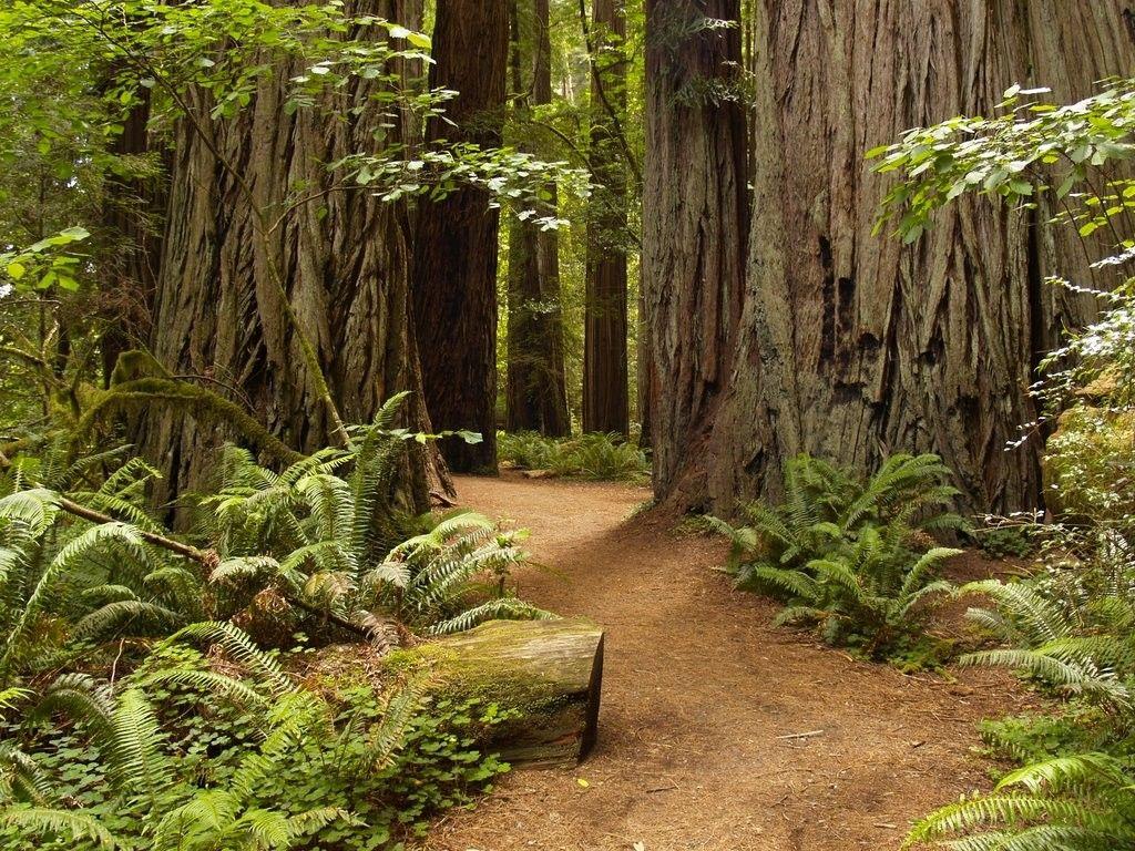 Redwoods Tag wallpapers: Trees Forest Redwoods Ferns Nature HD