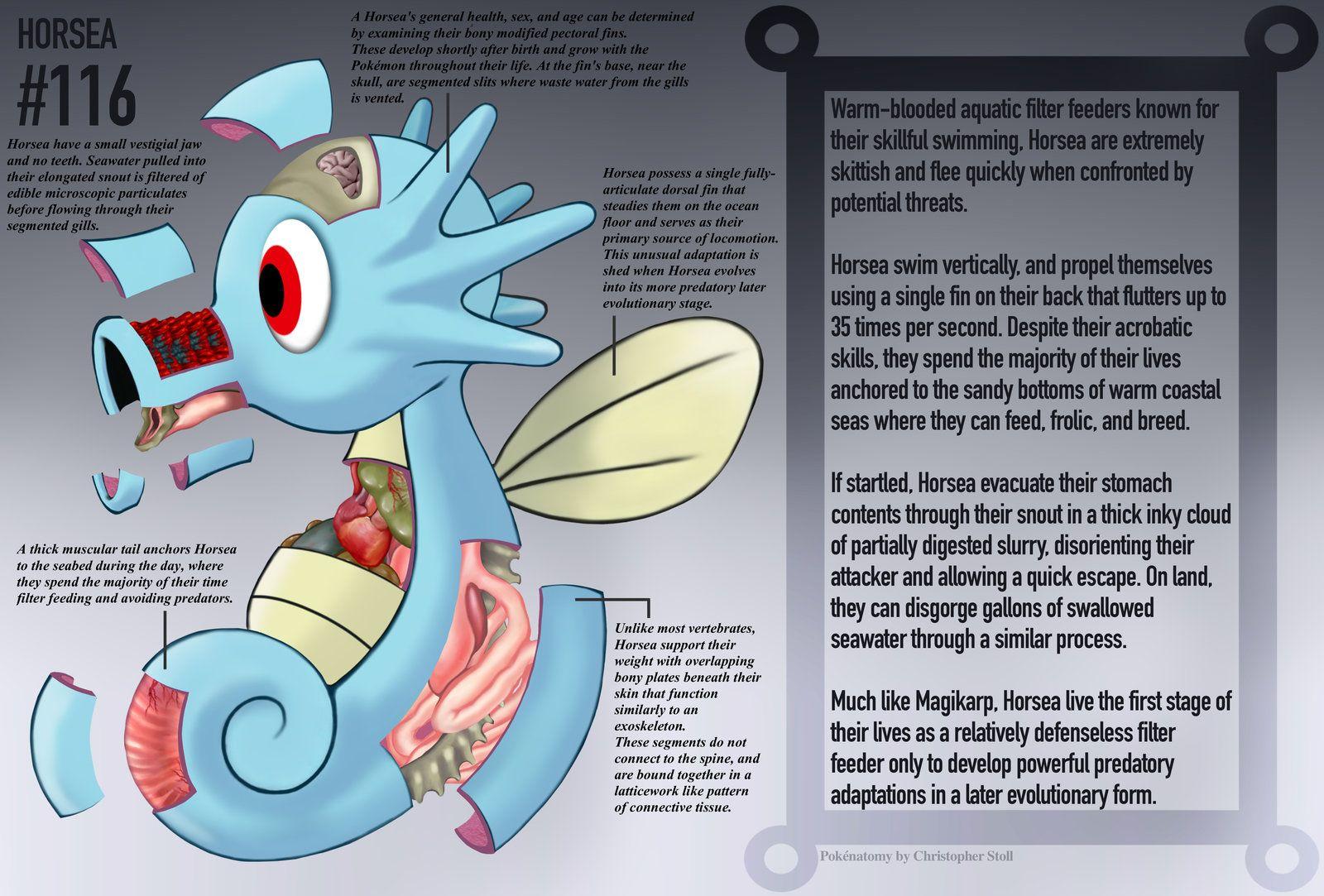 Horsea Anatomy