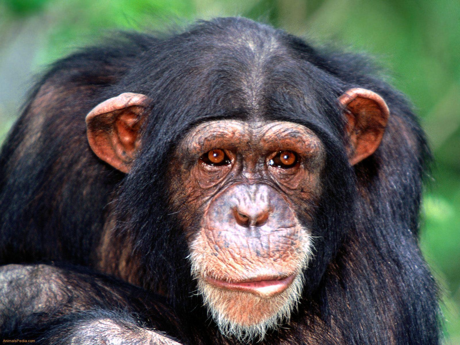 Chimpanzee Wallpapers 12