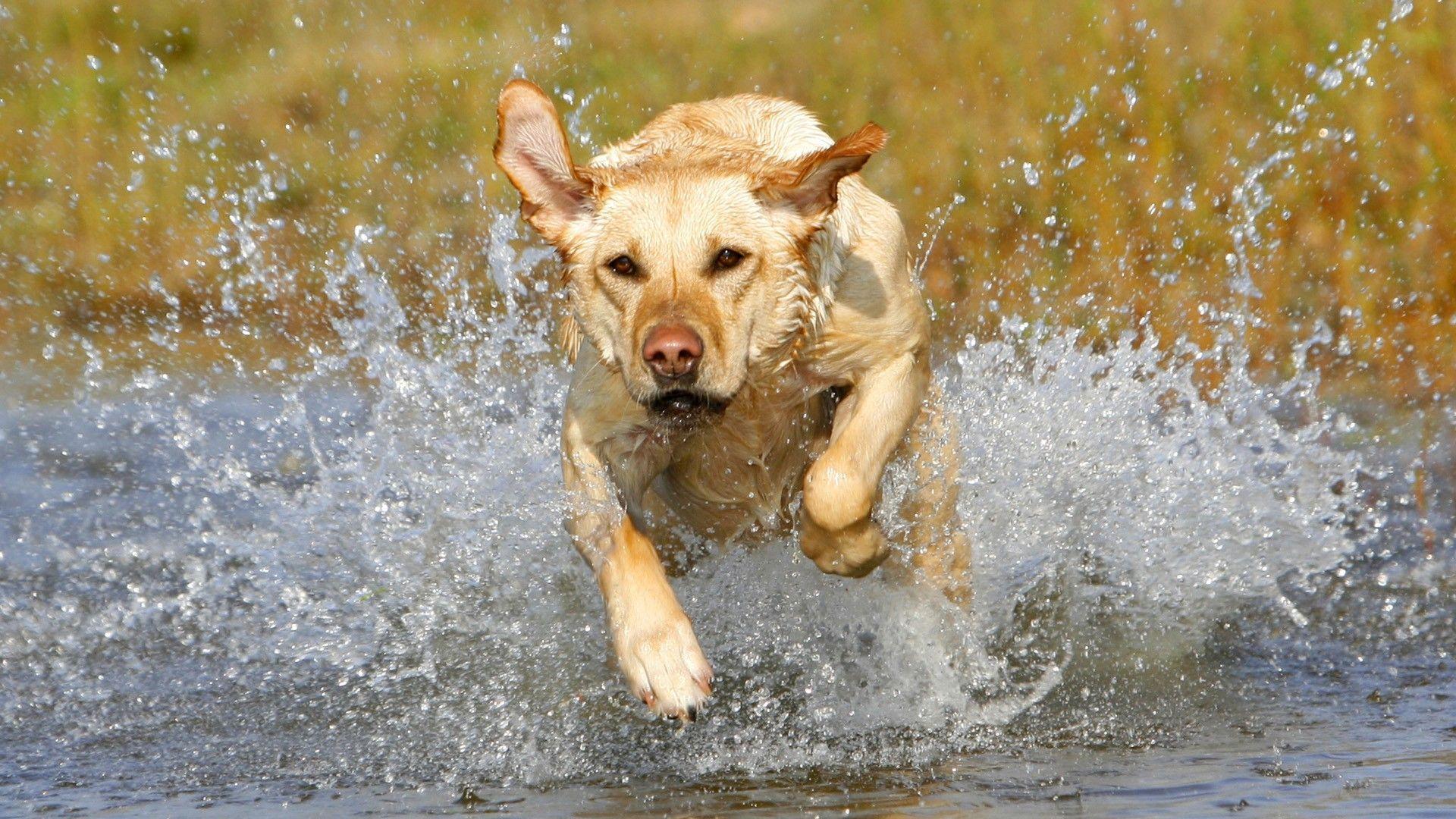 Download Golden Labrador Wallpapers