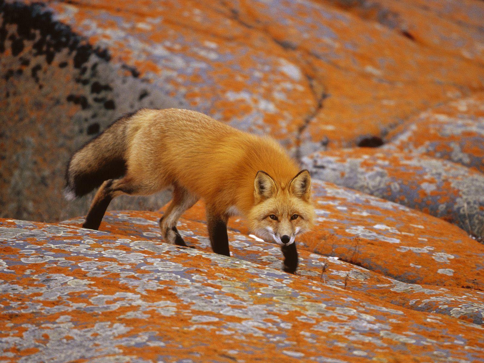 Fox Animal HD Wallpapers