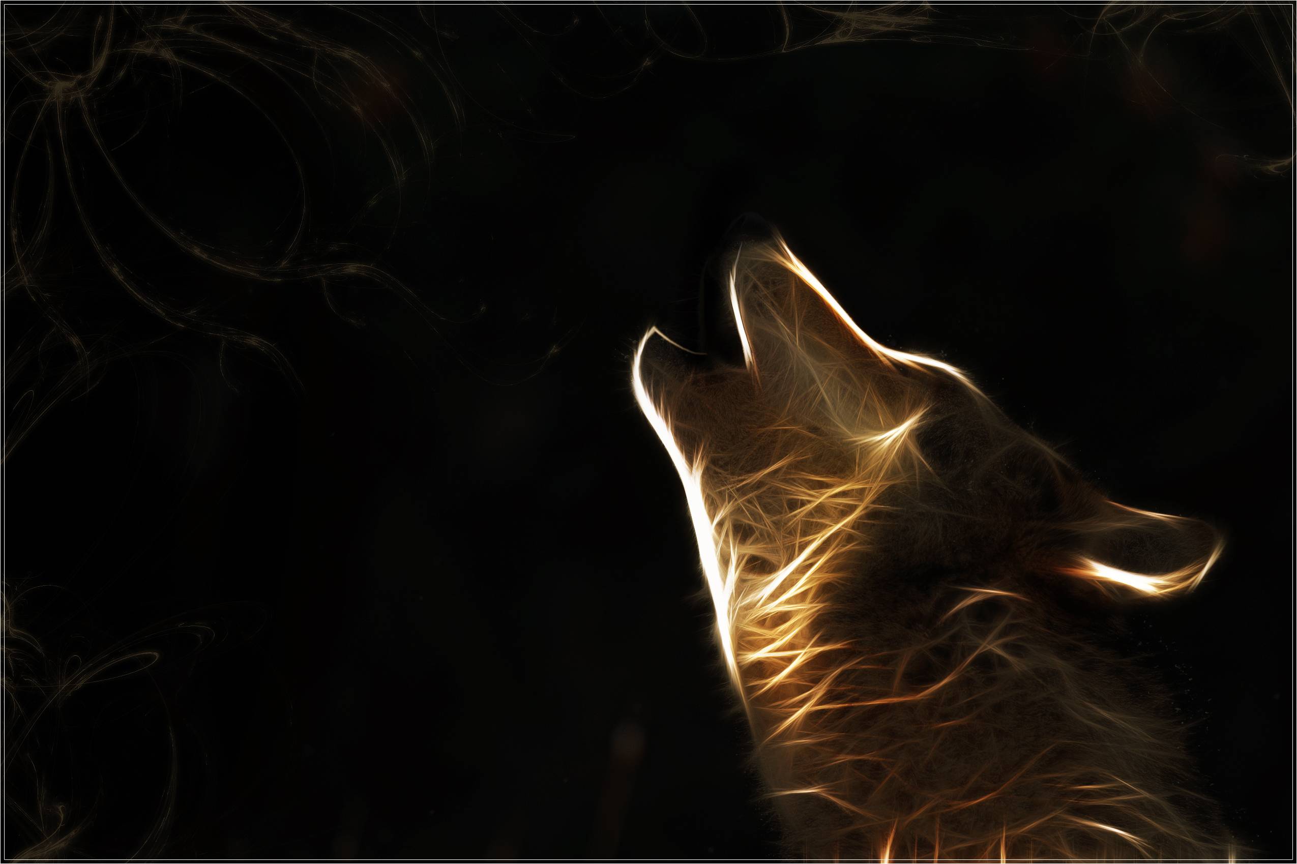 Wolf HD Wallpapers