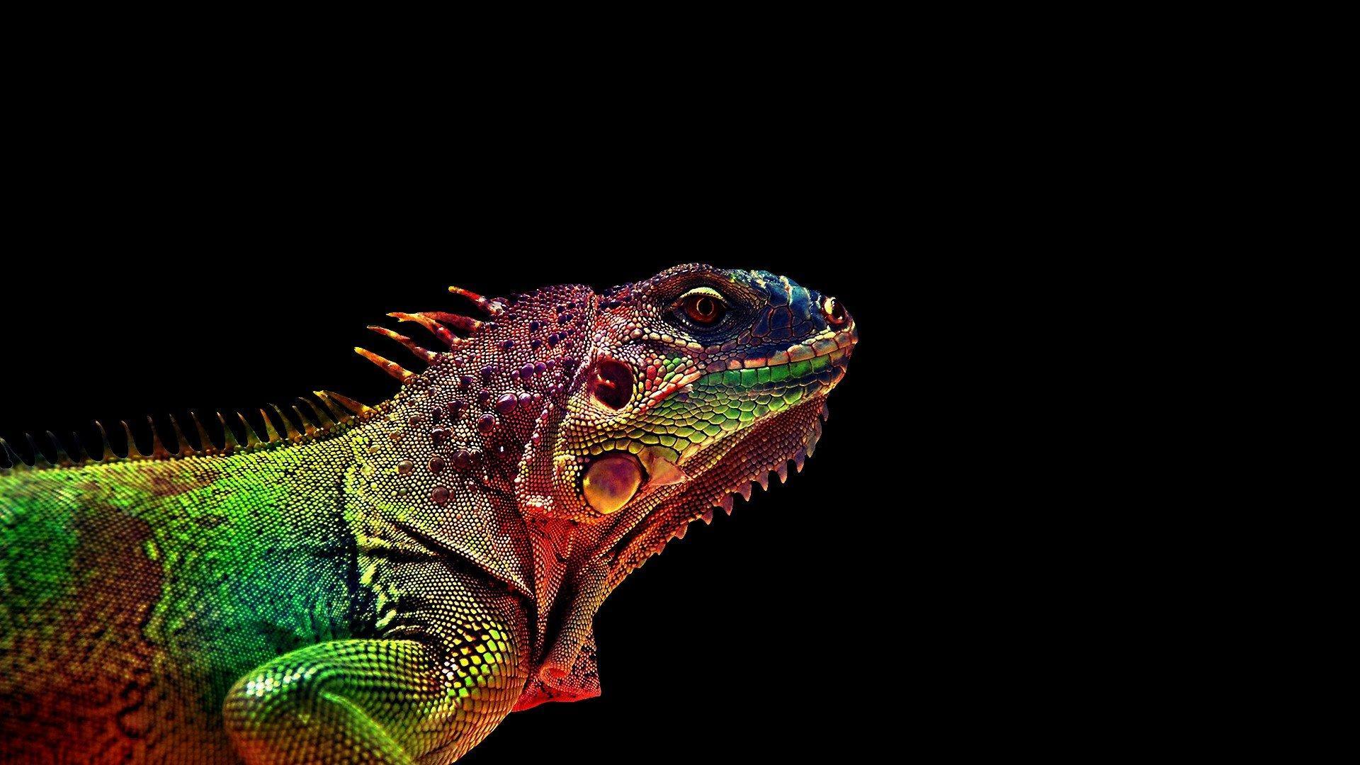 Iguana Wallpapers 17