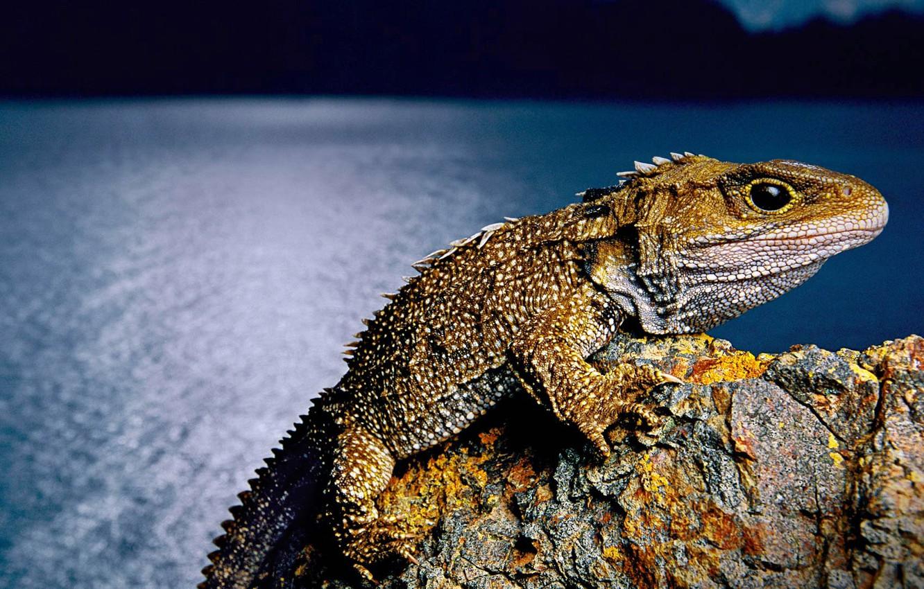 Wallpapers New Zealand, lizard, reptile, tuatara, clubology