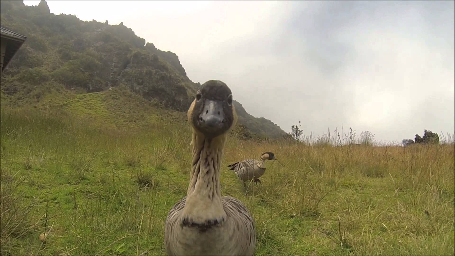 Nene Goose in Haleakala National Park ~ Nene Geese on Maui, Hawaii