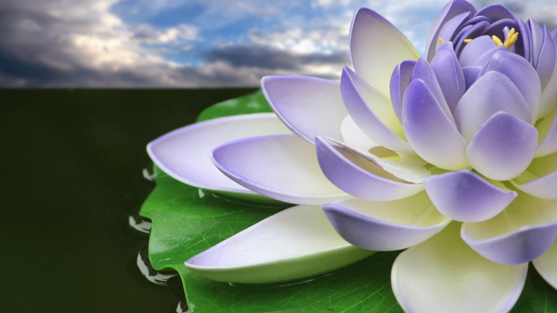 Download Purple Lotus Flower Wallpapers