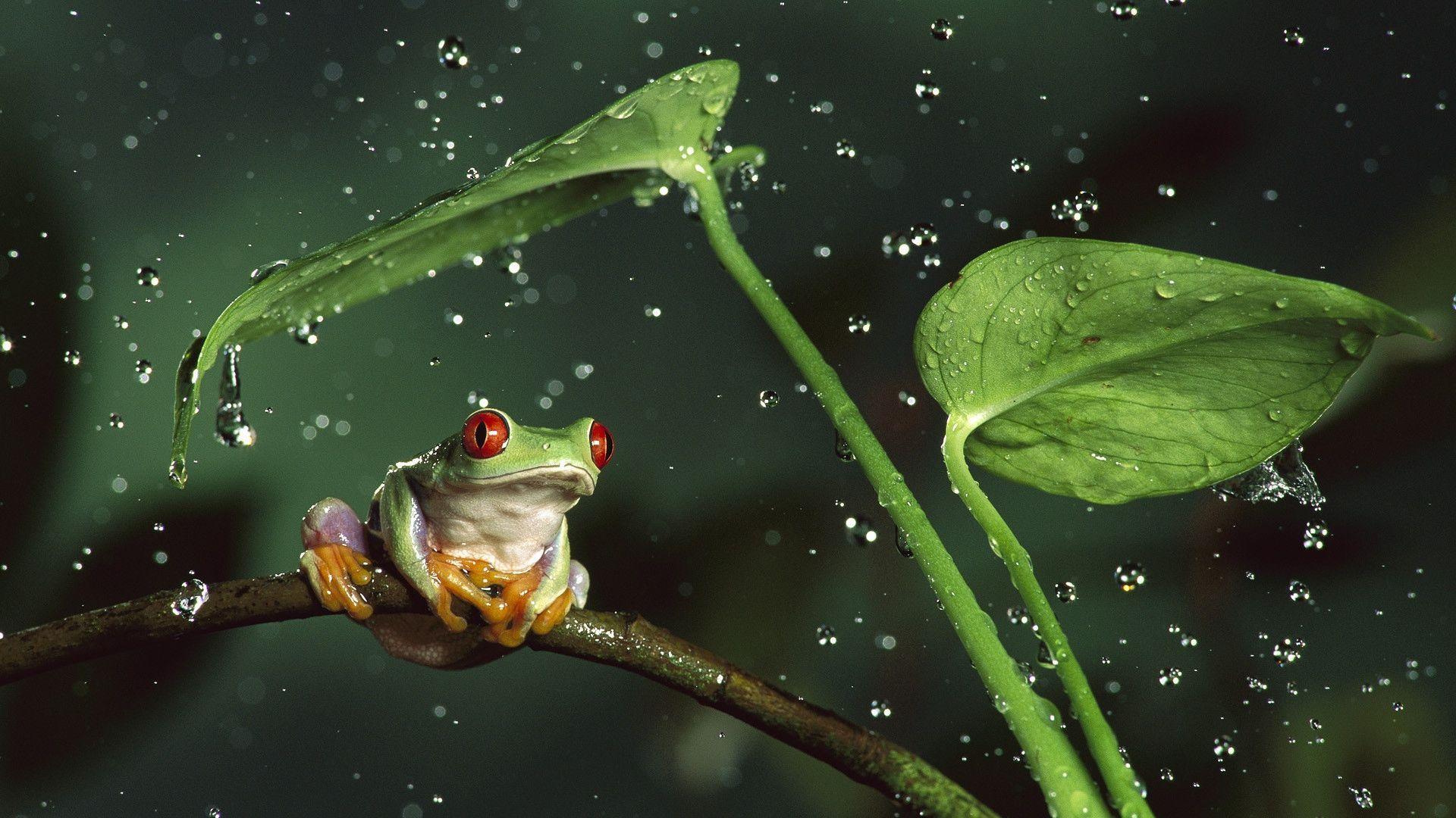 Frog and leaves desktop wallpapers , Frog and leaves