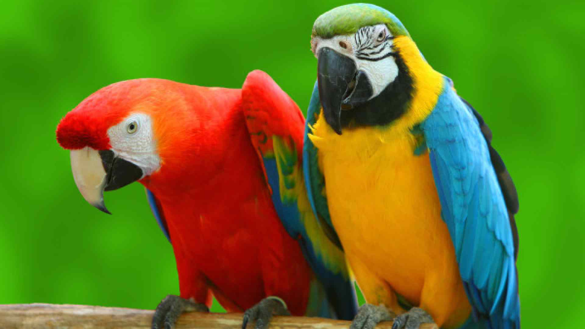 Free Download Incredible Wallpapers, 26 Parrot 4K Ultra HD Wallpapers