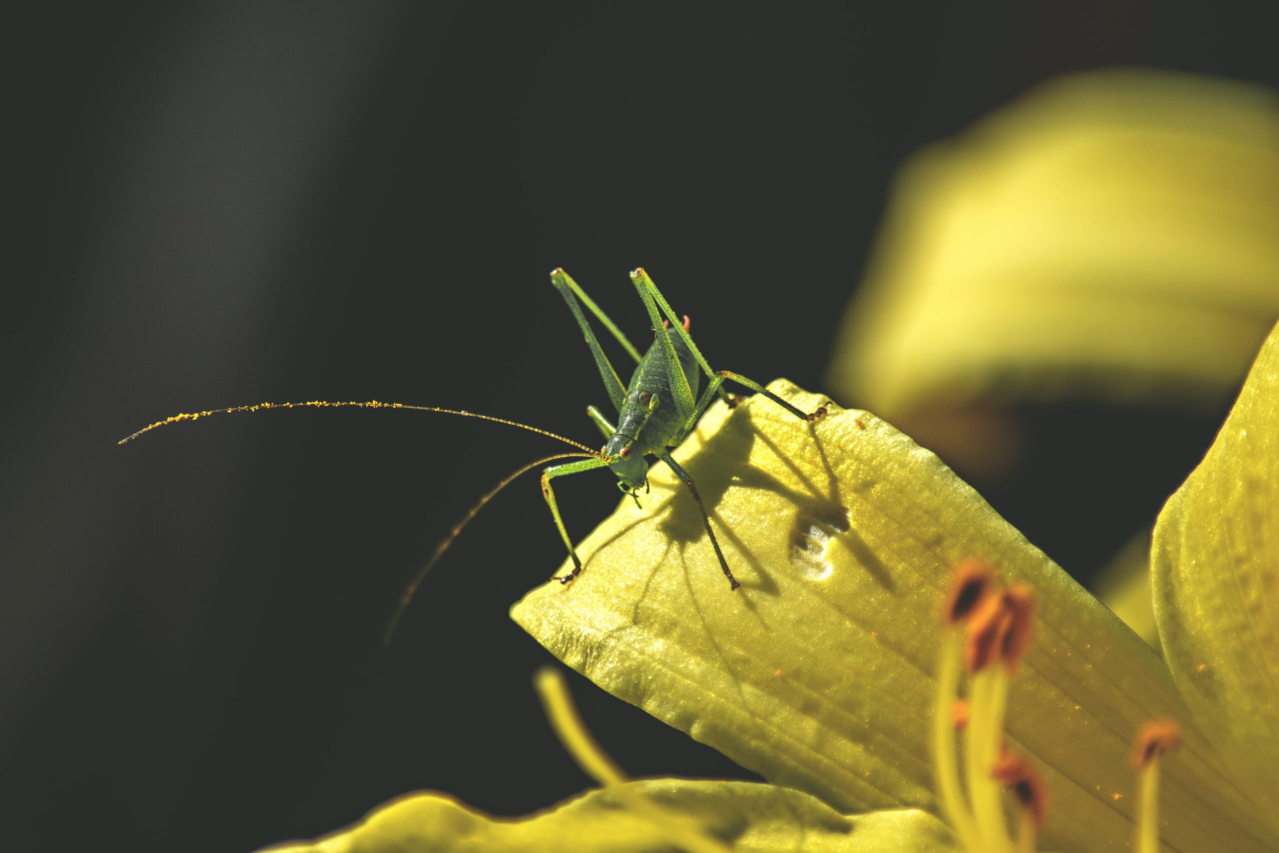 Bush cricket 1080P, 2K, 4K, 5K HD wallpapers free download