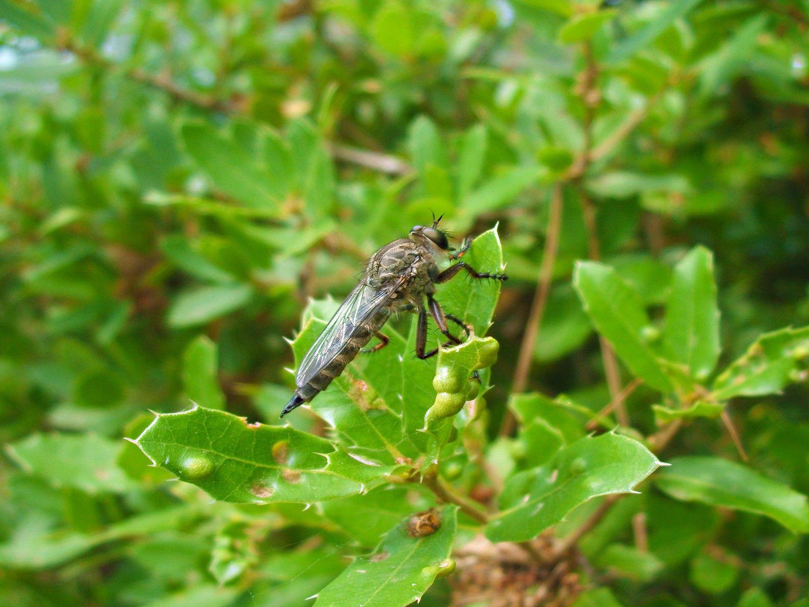 Green insects macro mosquito trees wallpapers