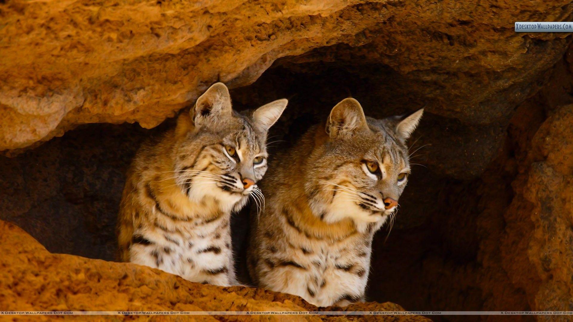 Bobcats, Tucson, Arizona Wallpapers