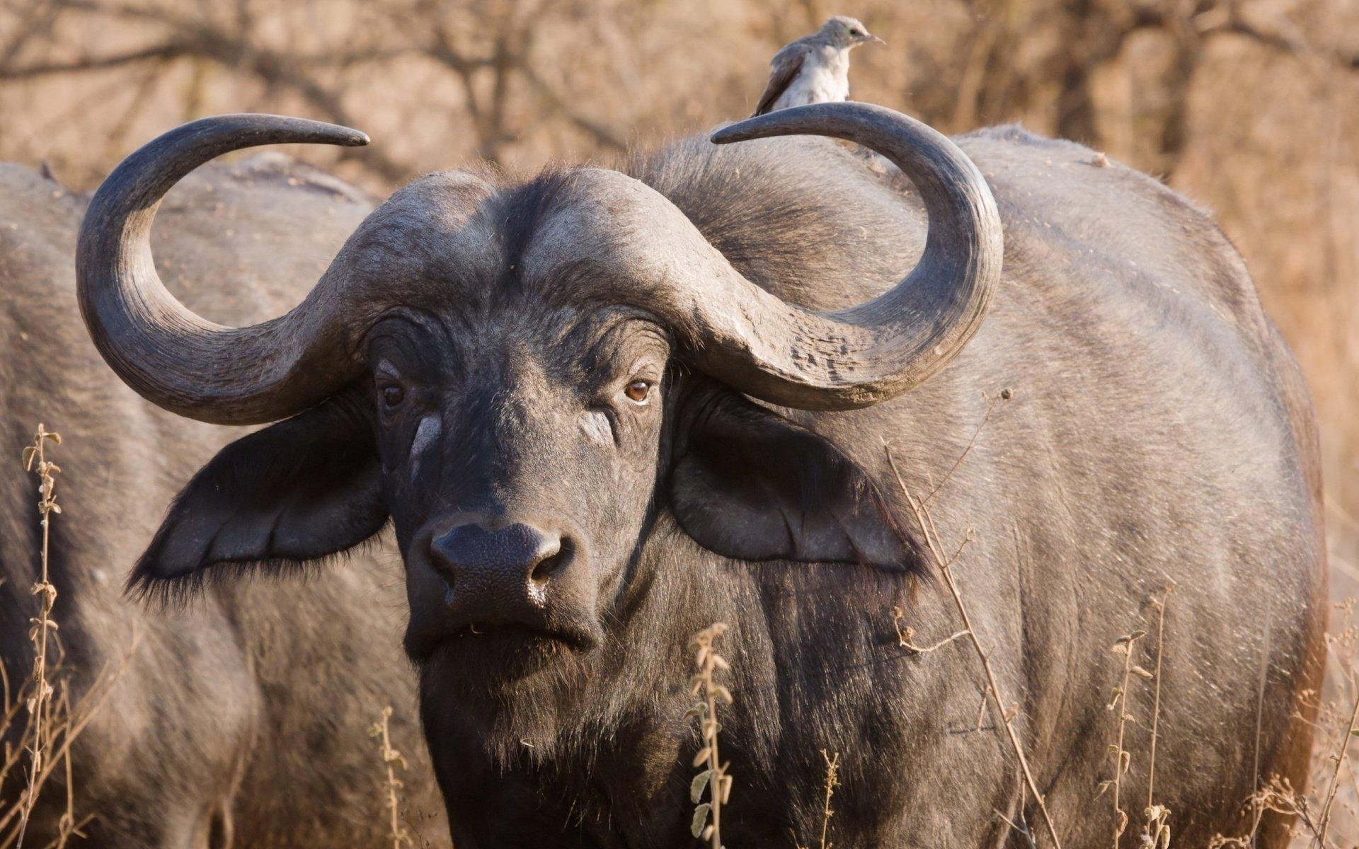 13 African Buffalo HD Wallpapers