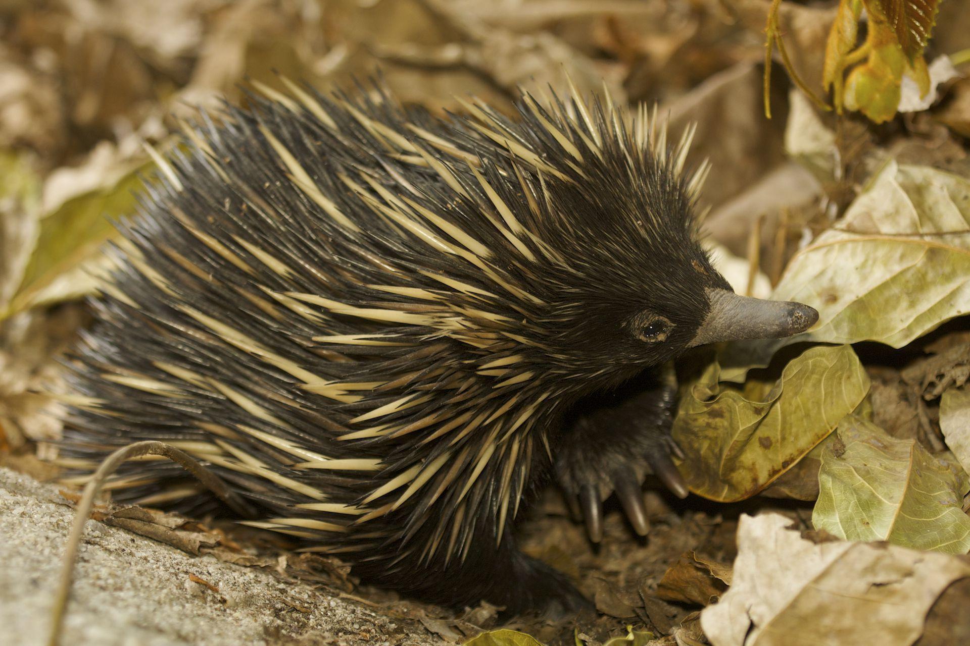 Echidna Free HD Wallpapers Image Backgrounds