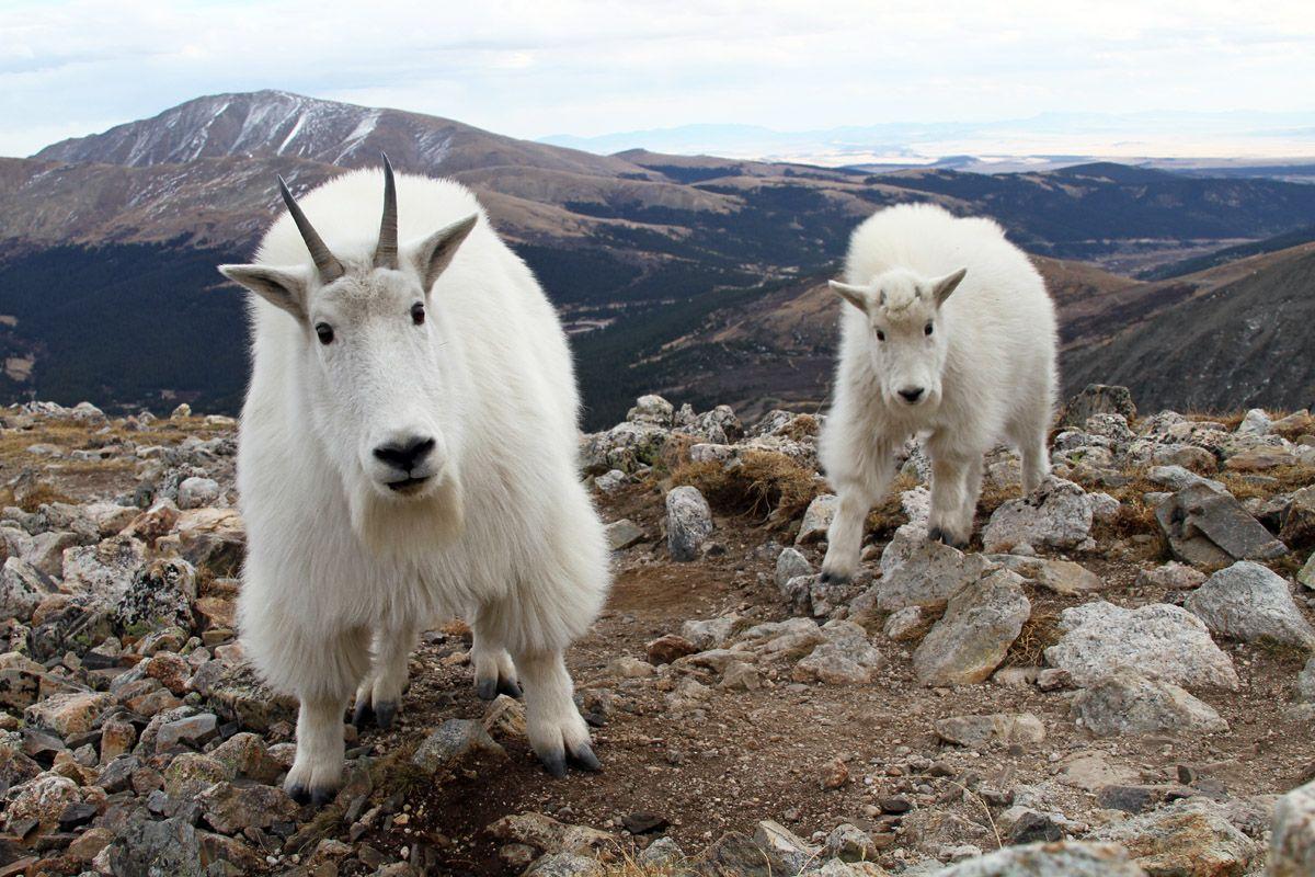 Mountain Goat