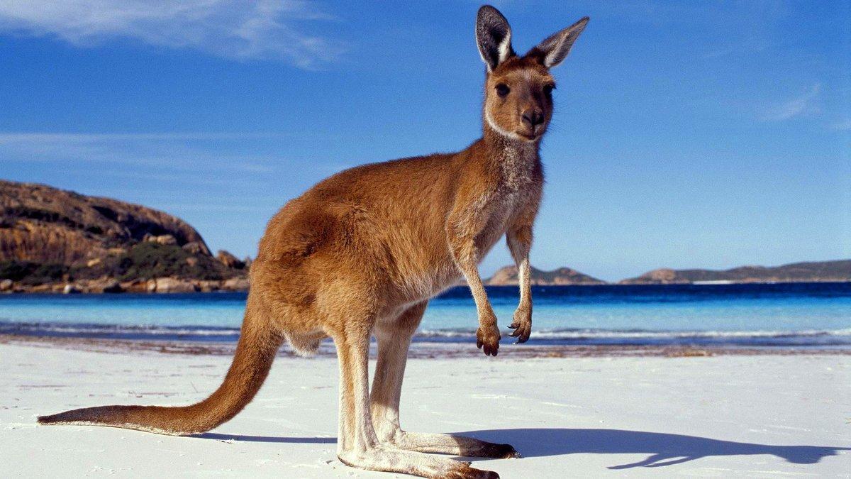 Kangaroo Wallpapers High Quality Download Free