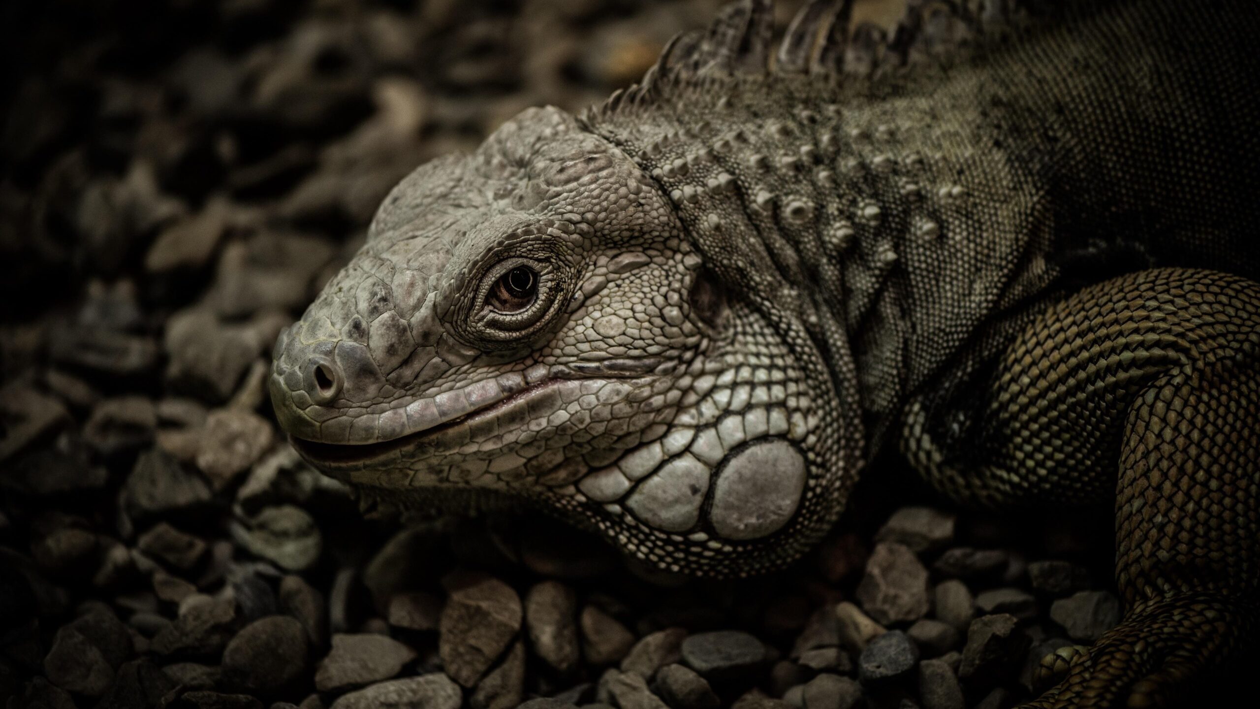 Iguana Close